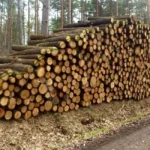 Grumes de chêne de haute qualité PEFC par 1 camion – 60M3