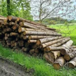 Grumes d’épicéa PEFC par 1 camion – 60M3