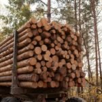 Hêtre en Grume Camion de 50 stères